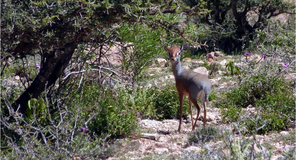 Baligubadle, Somaliland